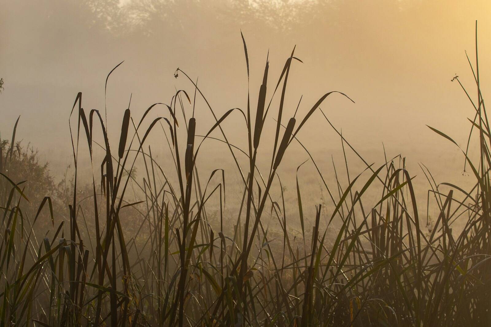 Unsere Geschichte Schilf am Ufer im Morgennebel, von hinten durch die Sonne beleuchtet
